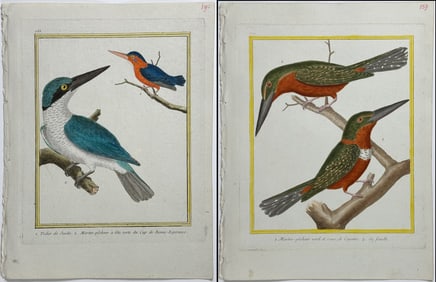 Martinet & Buffon - 3 Kingfisher Engravings