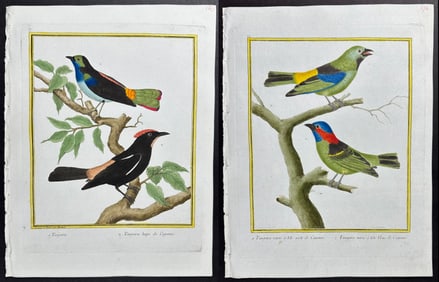 Martinet & Buffon - 4 Tanager Engravings