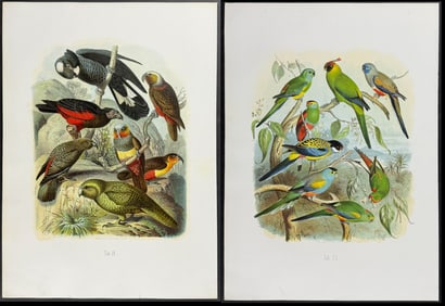 Reichenow - Pair of Parrot Lithographs