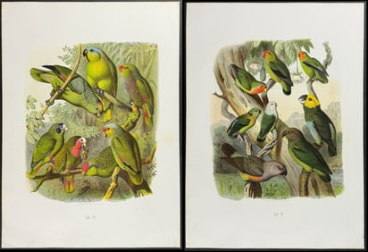Reichenow - Pair of Parrot Lithographs