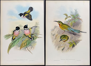 Gould - 4 Bee-Eater & Eurylaime Lithographs