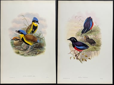 Gould - Pair of Pitta Lithographs