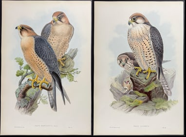 Gould - Pair of Falcon Lithographs