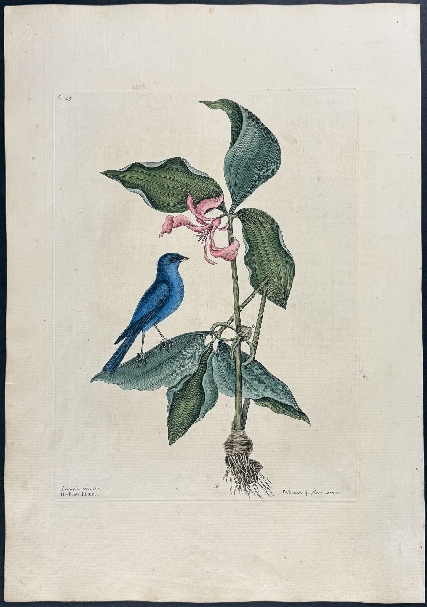 Catesby, First Ed - Blue Linnet. 1-45: We are pleased to offer this folio engraving from Mark Catesby?s The Natural History of Carolina, Florida and the Bahama Islands: Containing the Figures of Birds, Beasts, Fishes, Serpents, Insects, an