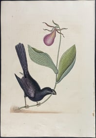 Catesby, First Ed - Razor-billed Backbird of Jamaica with Lady's Slipper Orchid. Sup-3