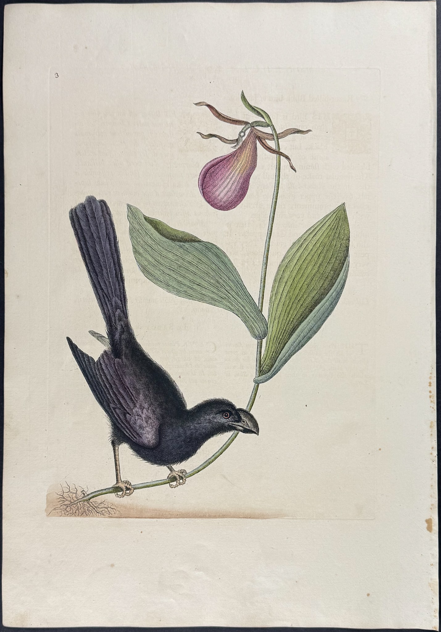 Catesby, First Ed - Razor-billed Backbird of Jamaica with Lady's Slipper Orchid. Sup-3: We are pleased to offer this folio engraving from Mark Catesby?s The Natural History of Carolina, Florida and the Bahama Islands: Containing the Figures of Birds, Beasts, Fishes, Serpents, Insects, an