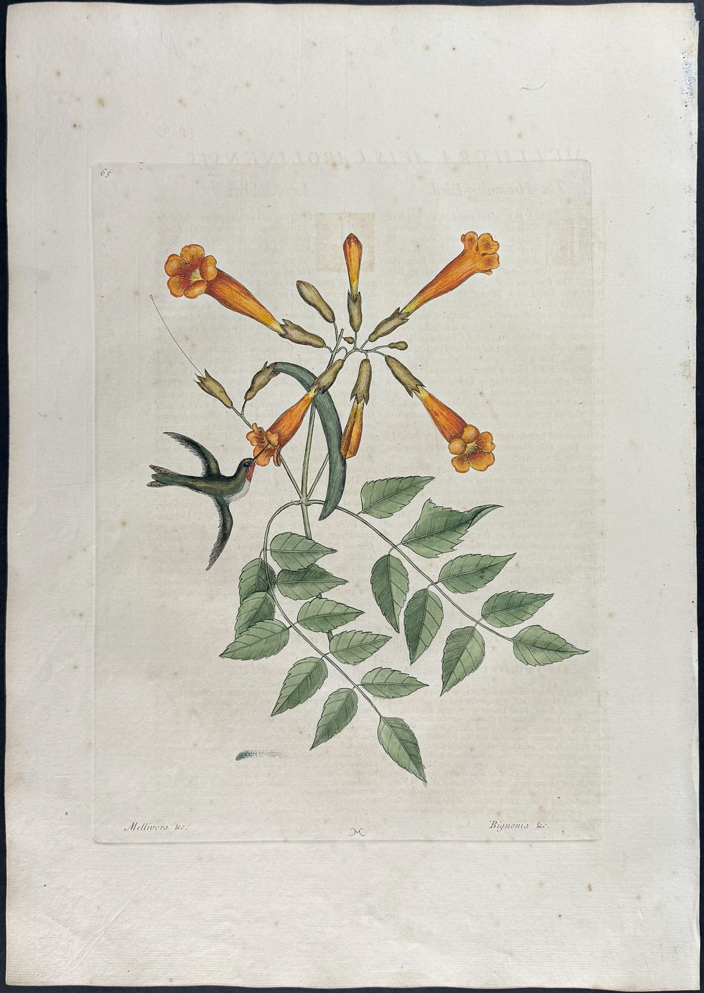 Catesby, First Ed - Hummingbird with Trumpet Flower. 1-65: We are pleased to offer this folio engraving from Mark Catesby?s The Natural History of Carolina, Florida and the Bahama Islands: Containing the Figures of Birds, Beasts, Fishes, Serpents, Insects, an
