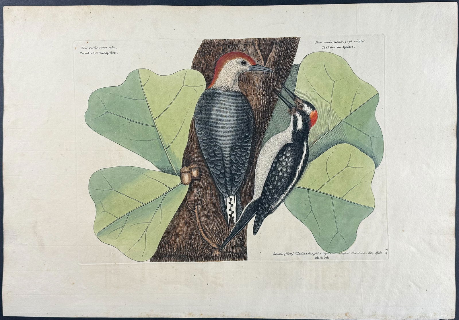 Catesby, First Ed - Red Bellied Woodpecker & Hairy Woodpecker with Black Oak. 1-19: We are pleased to offer this folio engraving from Mark Catesby?s The Natural History of Carolina, Florida and the Bahama Islands: Containing the Figures of Birds, Beasts, Fishes, Serpents, Insects, an