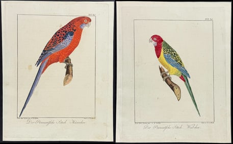 Wolf & Bock - Pair of Parrot Engravings