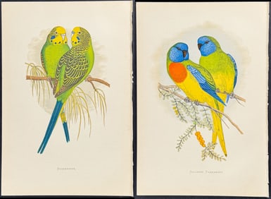 Greene - 6 Parrot Prints
