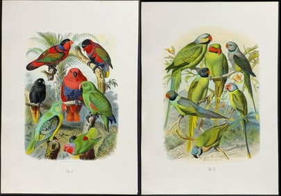 Reichenow - 4 Parrot Prints