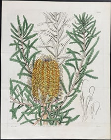 Curtis - Australia: Shore Banksia (Native to Australia). 3060
