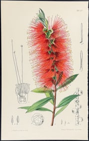 Curtis - Australia: Crimson Bottlebrush [Callistemon Citrinus]. 9050