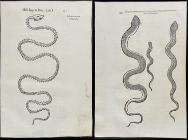 Aldrovandi - 13 Pages of Engravings of Snakes or Serpents