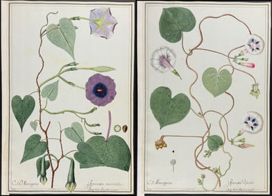 6 Original Watercolors of Bindweed (Ipomaea) after Herz for Jacquin, Rheede