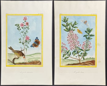 Buchoz - 4 Flower & Insect Engravings