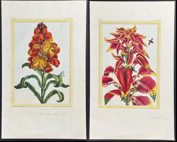 Buchoz - Pair of Flower & Insect Engravings