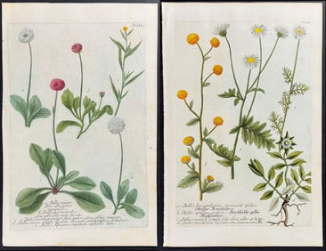 Weinmann - 3 Daisy Engravings