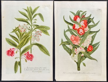 Weinmann - 4 Garden or Rose Balsam Engravings