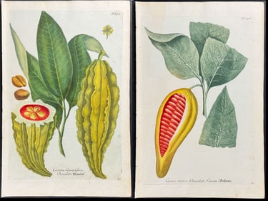 Weinmann - Pair of Cocoa Tree Engravings