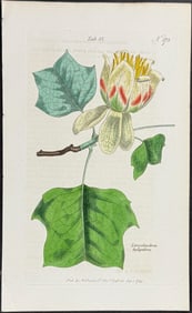 Curtis - Tulip Tree [Liriodendron tulipifera]. 275
