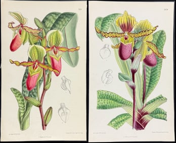 Curtis - Pair of Orchid Prints