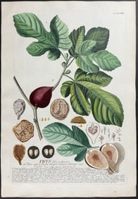 Trew & Ehret - Ficus. 73