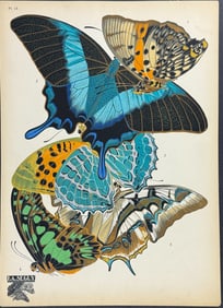 Seguy - Butterfly or Moth Pochoir. 13