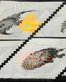 Shaw & Nodder, On Vellum - 4 Fish Engravings
