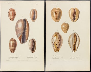 Kiener - 6 Cowrie Shell Engravings