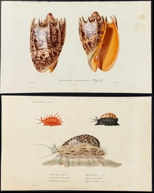 Kiener - Pair of Shell, Snail Engravings