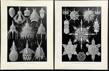 Haeckel - 4 Natural History Prints