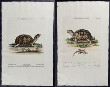 Seligmann after Edwards - 4 Turtle Engravings