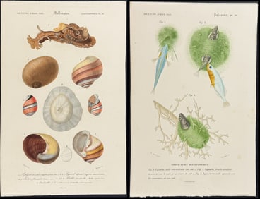 D'Orbigny - 10 Shell, Coral, & Sea Life Engravings