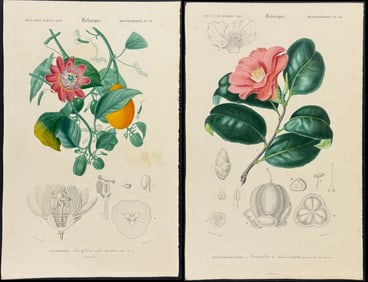 D'Orbigny - 10 Botanical Engravings
