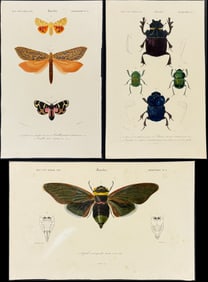 D'Orbigny - 9 Insect & Spider Engravings