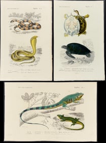 D'Orbigny - 7 Snake, Turtle, & Iguana Engravings