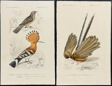 D'Orbigny - 10 Bird Engravings