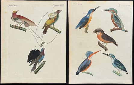 Bertuch - 6 Bird Engravings: Ibis, Kingfisher, Bird of Paradise, Hoopoe, Woodpecker, Toucan,