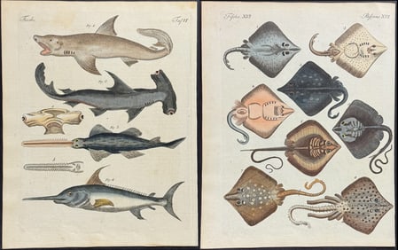 Bertuch - 5 Shark, Ray, Fish, or Sea Life Engravings