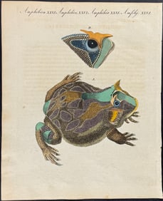 Bertuch - Frog or Toad. 26