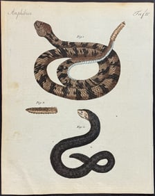 Bertuch - Rattlesnake, Snake. 4