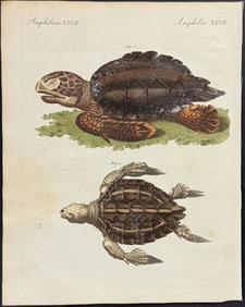 Bertuch - Sea Turtle. 27