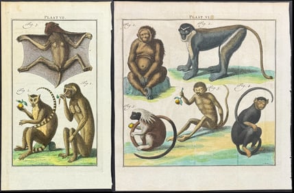 Houttuyn after Linnaeus - Pair of Engravings: Monkey, Primate, Bat, Lemur
