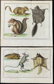 Houttuyn after Linnaeus - Pair of Engravings: Squirrel, Flying Squirrel, Chipmunk, Jerboa, Mole
