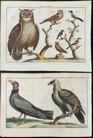 Houttuyn after Linnaeus - Pair of Engravings: Owl, Birds of Prey