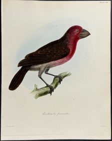Beechey, after Lear - Bonin Grosbeak - Coccothraustes ferreorostris (after Edward Lear)
