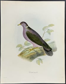 Beechey, after Lear - Pigeon or Dove - Columba monilis (after Edward Lear)