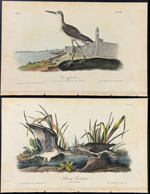 Audubon - 3 Shore or Water Bird Lithographs