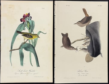 Audubon - 5 Bird Lithographs
